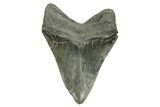 Serrated, Fossil Megalodon Tooth - South Carolina #254588-2